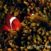 anemonefish_spinecheek_mid_h_0705_png1319.jpg